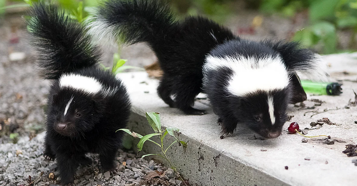 How do you get rid of skunks fast?