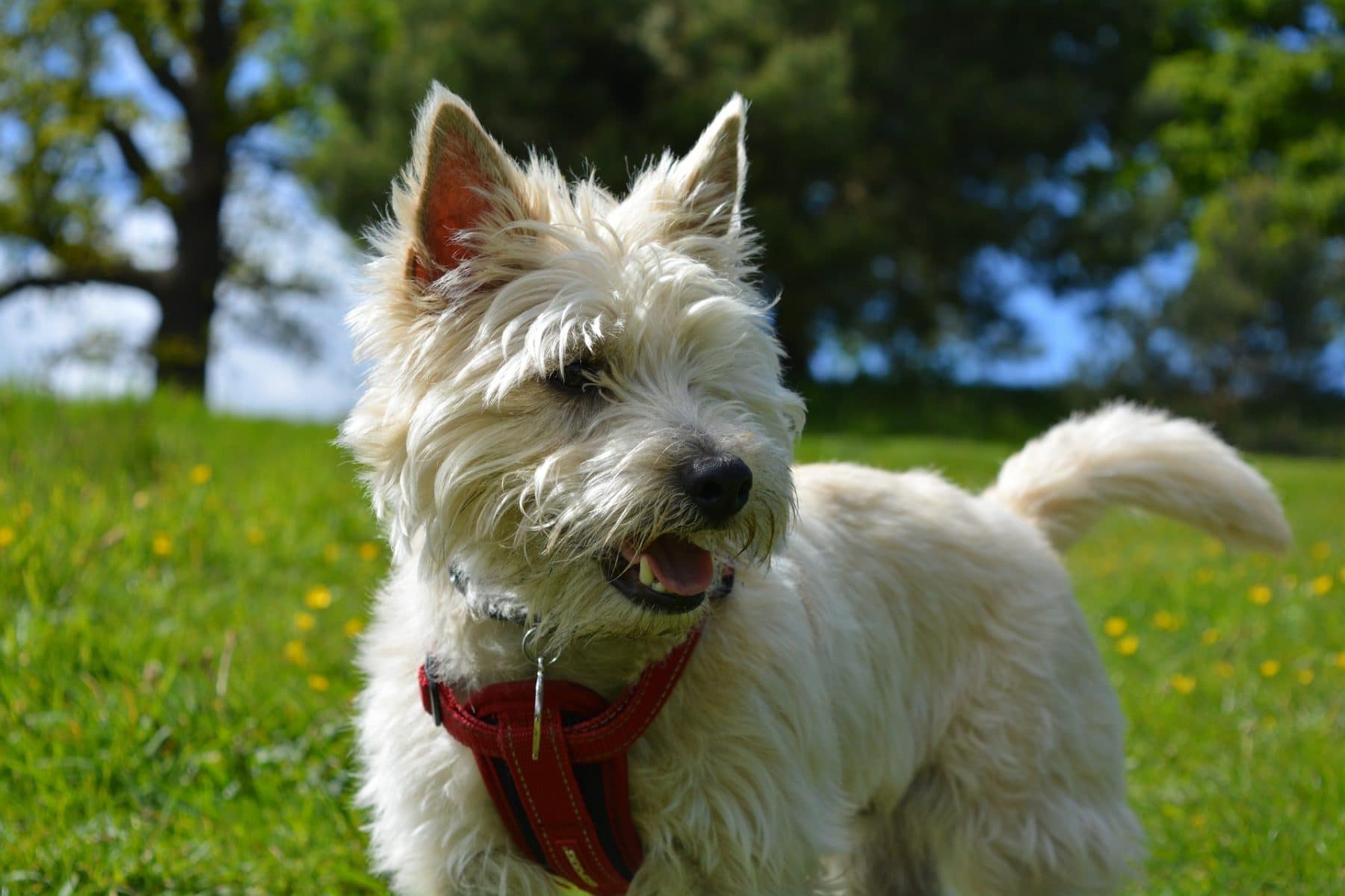 How do you groom a cairn terriers tail?