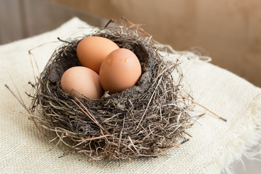 How do you incubate bird eggs at home?