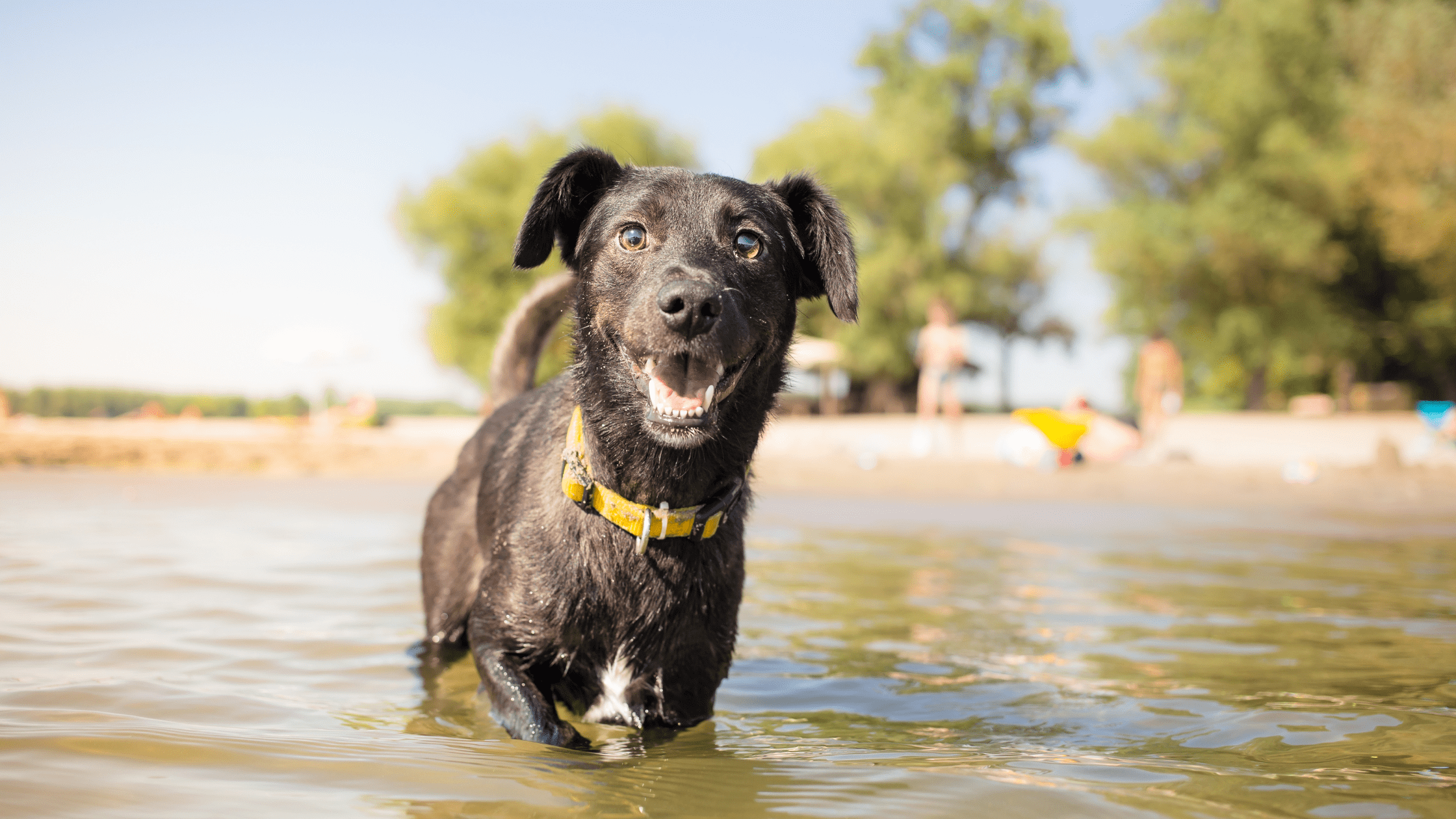 How do you keep a dog cool in a heatwave?