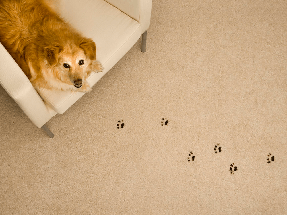 How do you keep muddy paw prints off the floor?