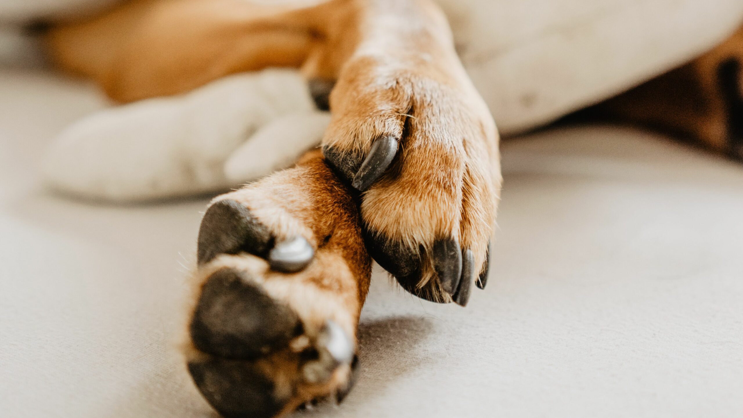 How do you know if a dog’s nail is infected?
