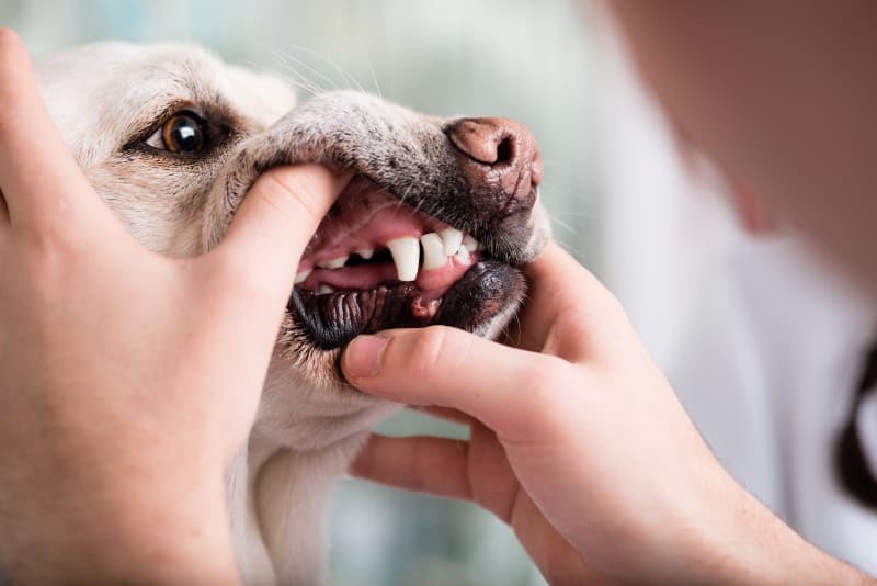 How do you know if your dog has gum disease?
