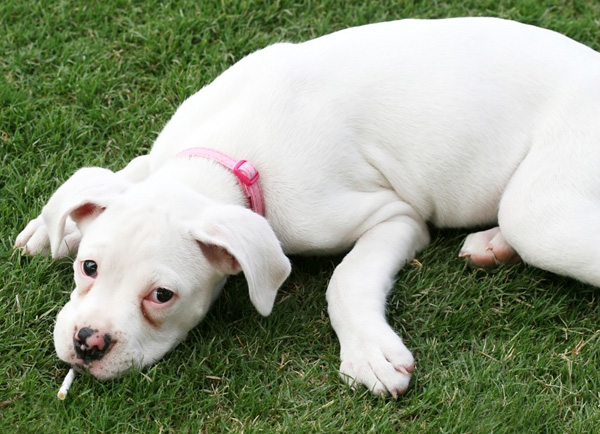 How do you know if your dog has nicotine poisoning?