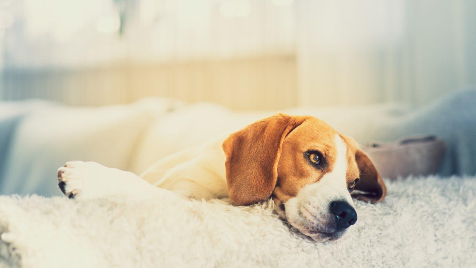 How do you know if your dog is having an anxiety attack?