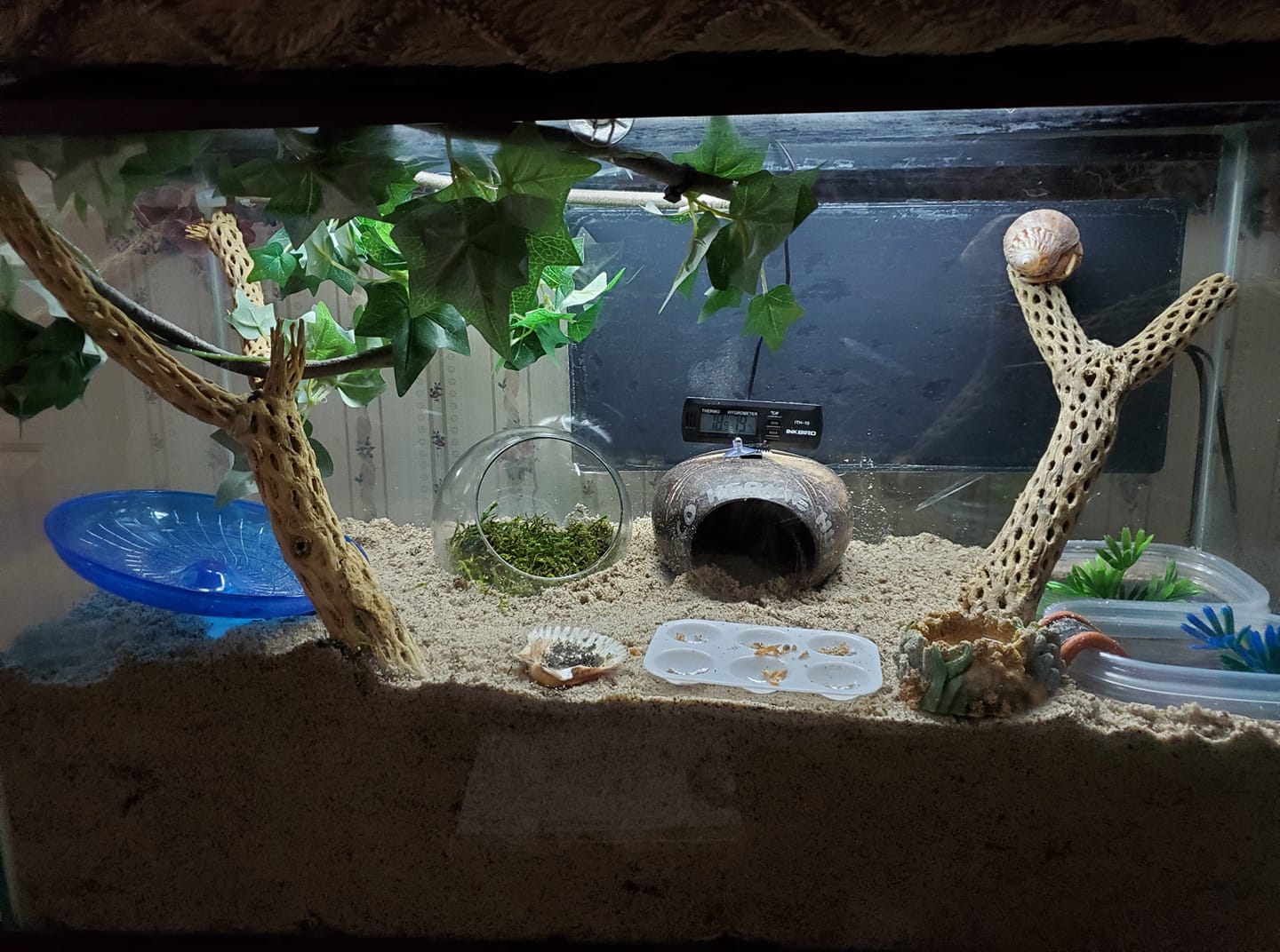 How do you make a hermit crab habitat at home?