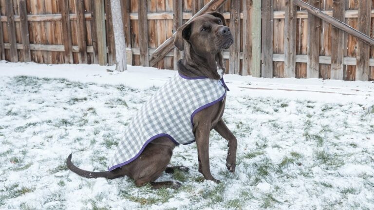 Frequent question: How do you measure a dog for a winter coat?