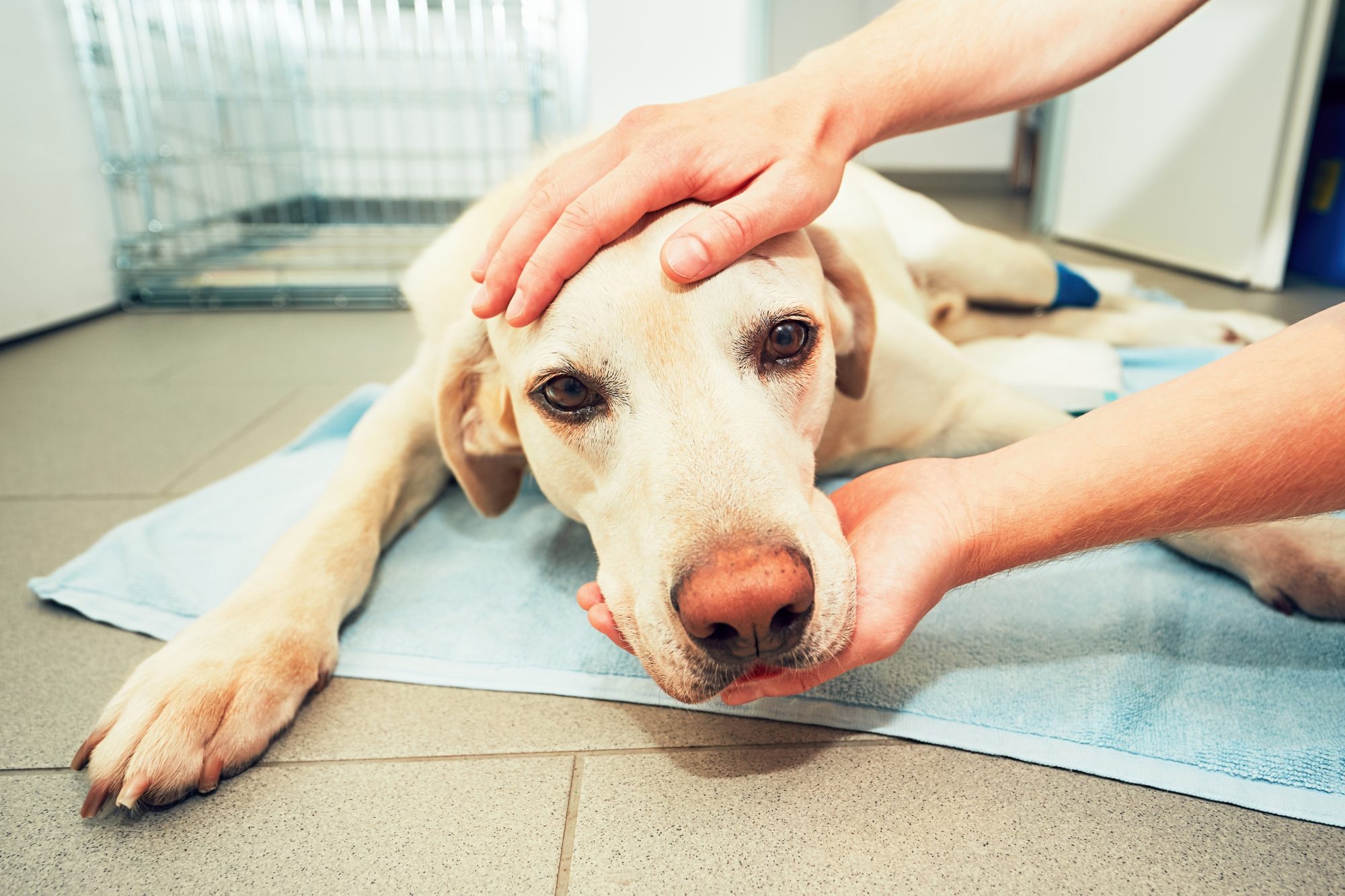 How do you stop a dog from having seizures?