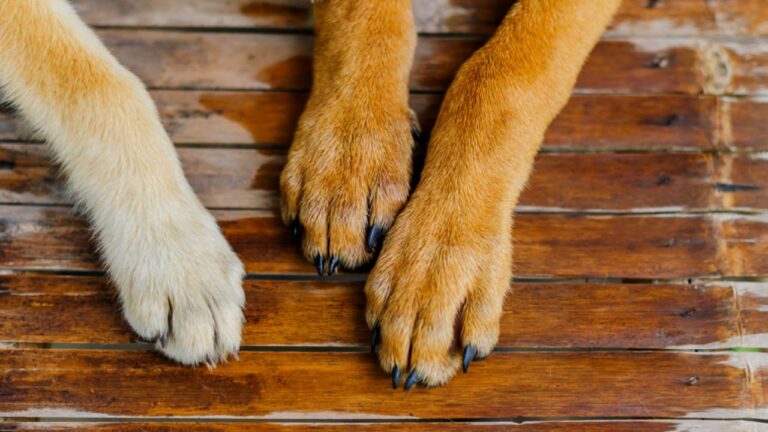 How do you store a dog’s paw print?