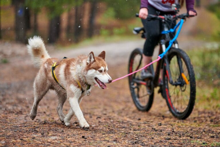 Quick Answer: How do you take a dog on a bike tour?