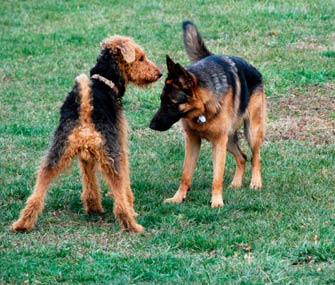 How do you tell if a dog is playing or being aggressive?