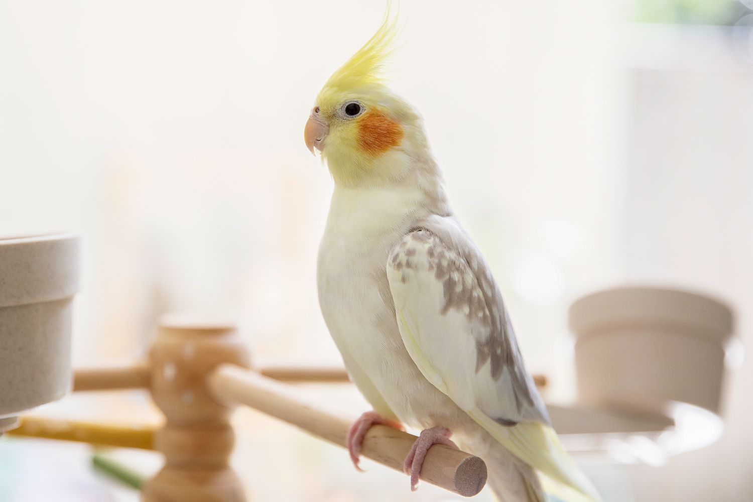 How do you tell if your cockatiel likes you?