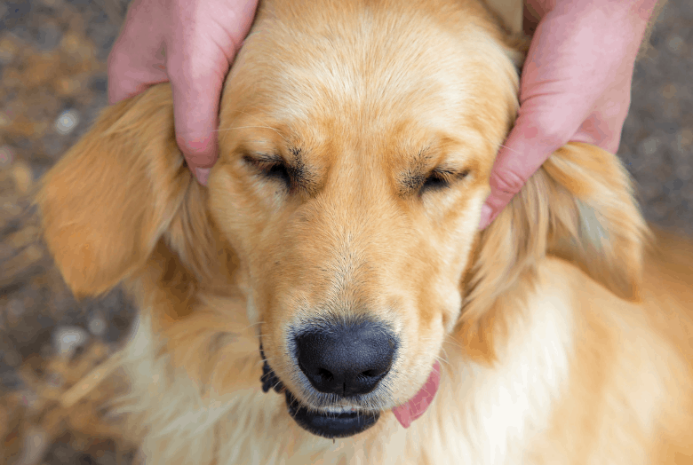 How do you treat a dog’s urinary tract infection?