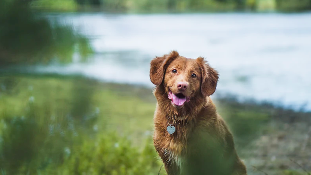 How do you treat algae poisoning in dogs?
