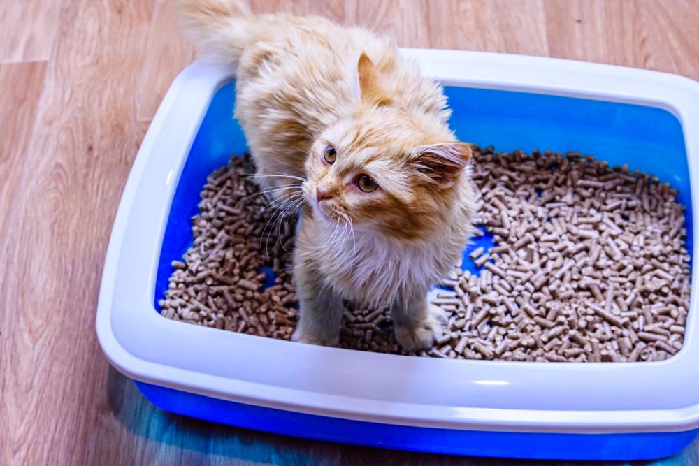 How do you use diatomaceous earth in a litter box?