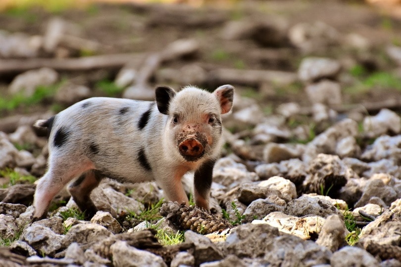 How hard is it to take care of a micro pig?