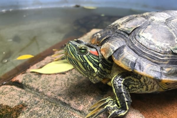 How hot is too hot for a red-eared slider?