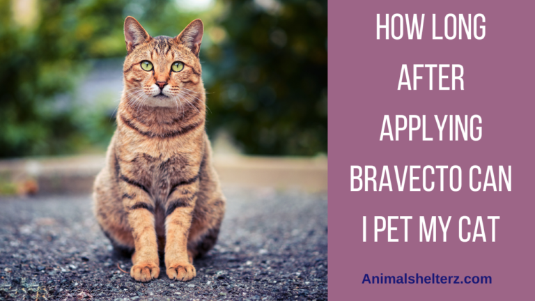 How long after applying Bravecto Can I pet my cat?
