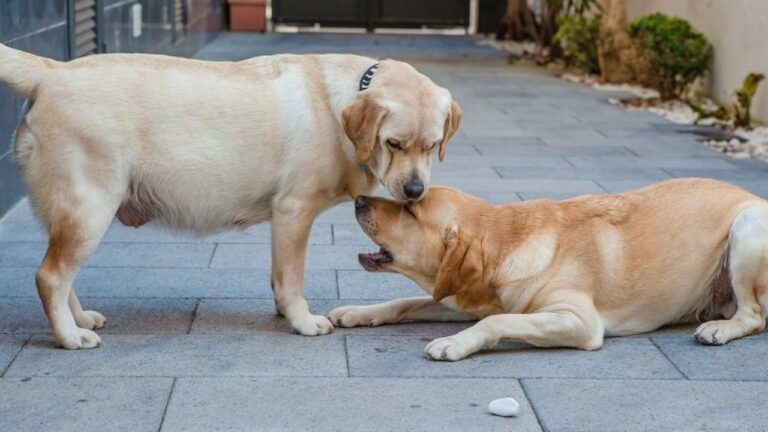 How long after breeding are puppies born?