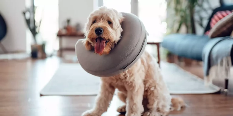 How long after getting spayed can my dog play?