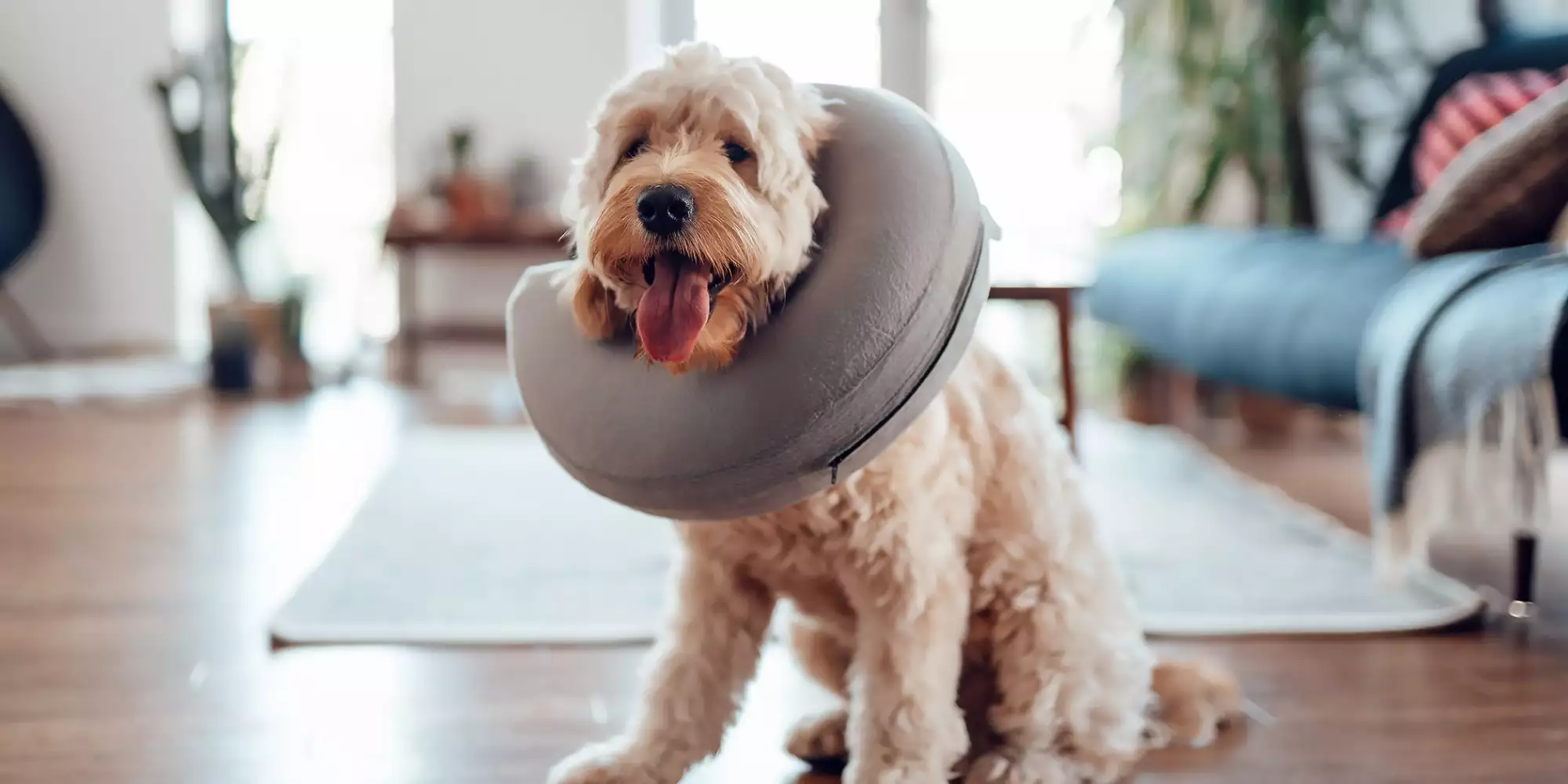 How long after getting spayed can my dog play?