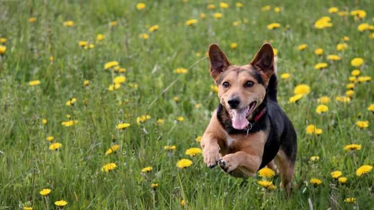 How long can a dog run without getting tired?
