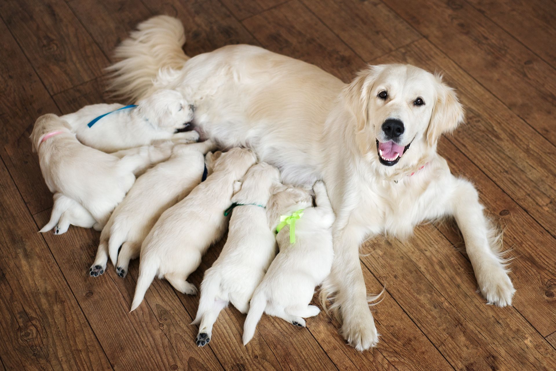 How long can dogs be in Labour for?