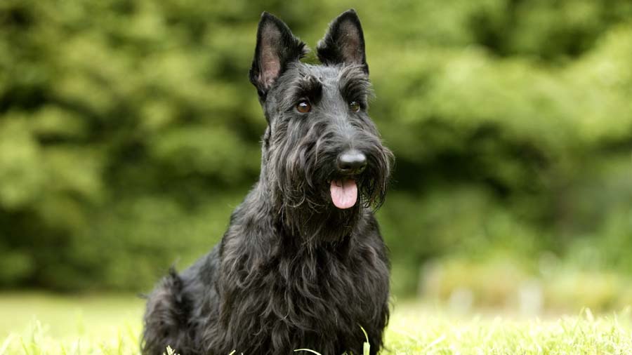 How long do Scottish Terriers live?