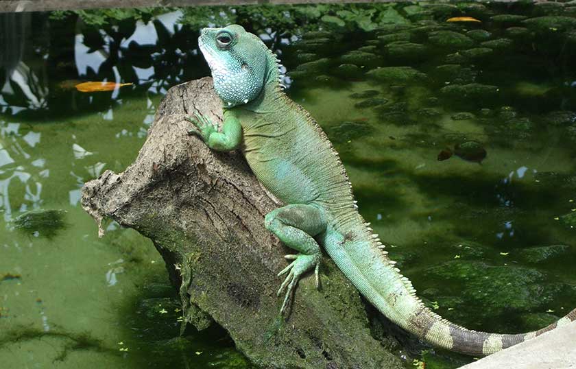 How long do pet water dragons live?