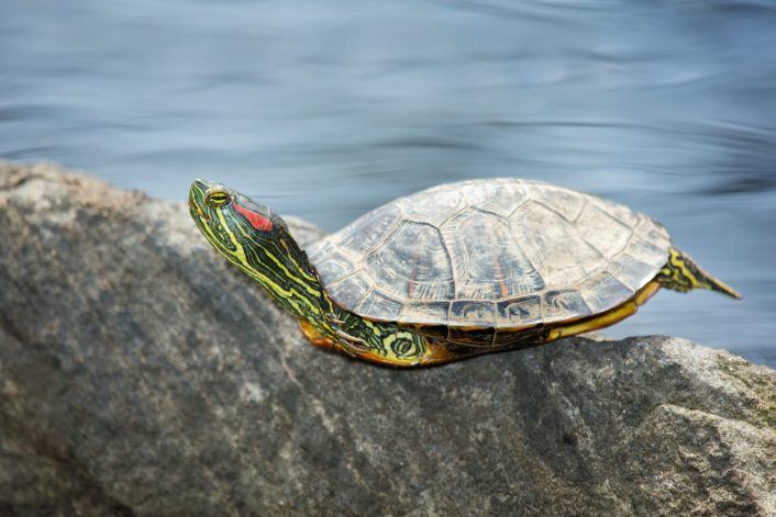 How long do red-eared sliders bask in the sun?