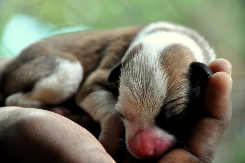 How long do you have to wait to touch a puppy after its born?