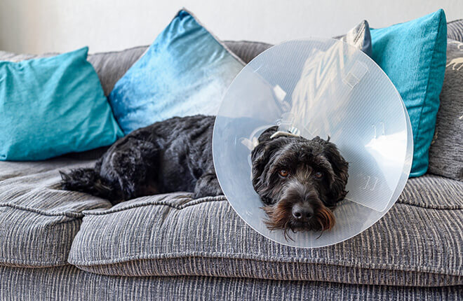 How long does a dog take to recover from neutering?