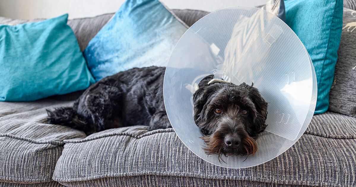 How long does it take for a puppy to heal from being spayed?