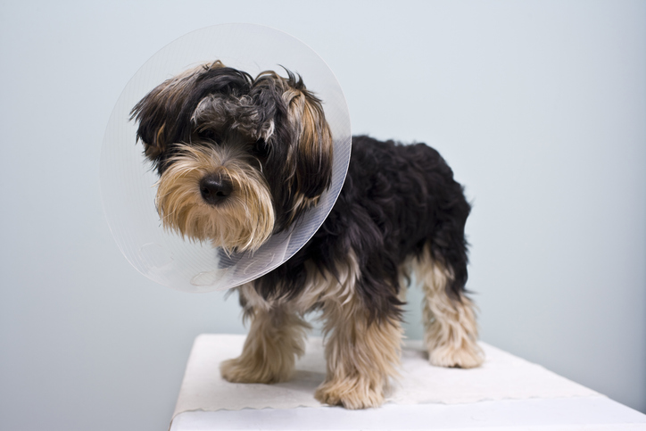 How long should a dog not lick after being neutered?