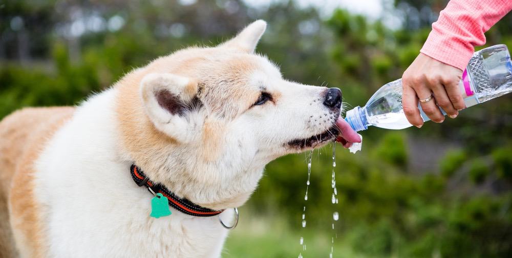 How many hours before surgery can a dog drink water?