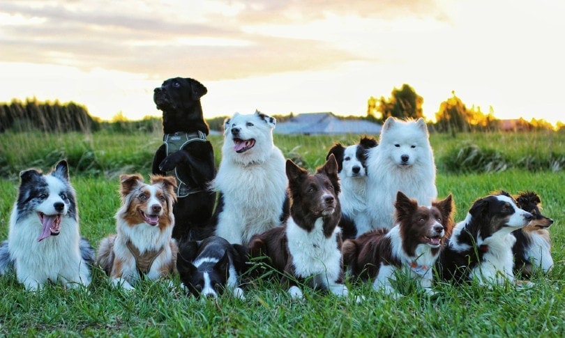 How many known dog breeds are there?