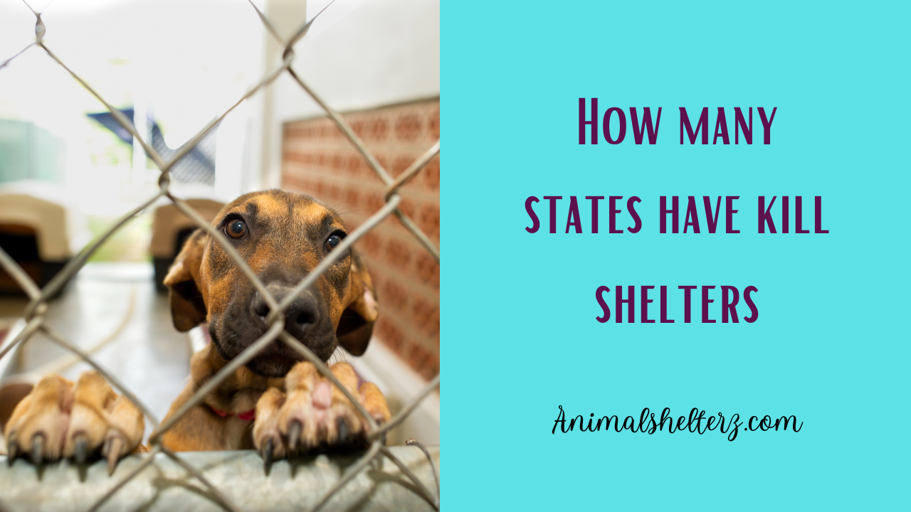 How many states have kill shelters