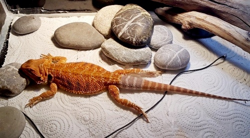 How many watts of UVB does a bearded dragon need?