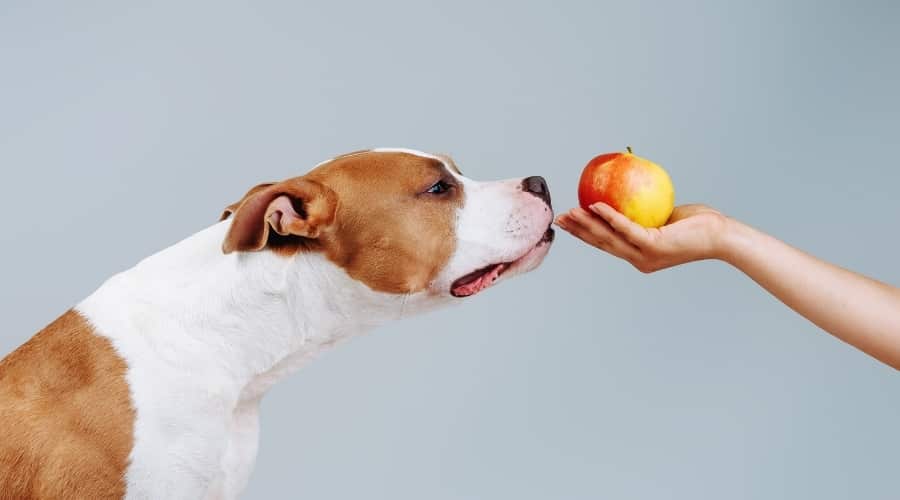 How much apple seeds will kill a dog?