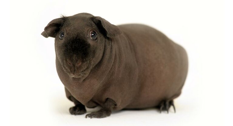 How much does a hairless guinea pig cost?