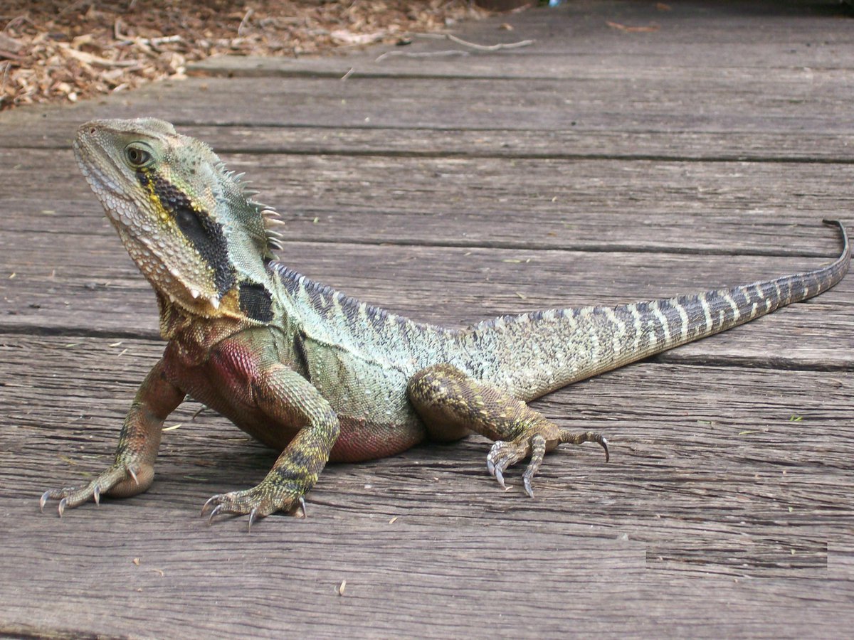 How much does an Australian water dragon cost?