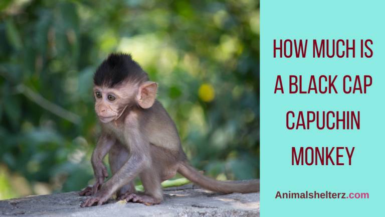 How much is a Black Cap Capuchin monkey?