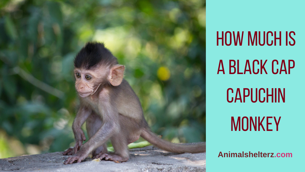 How much is a Black Cap Capuchin monkey