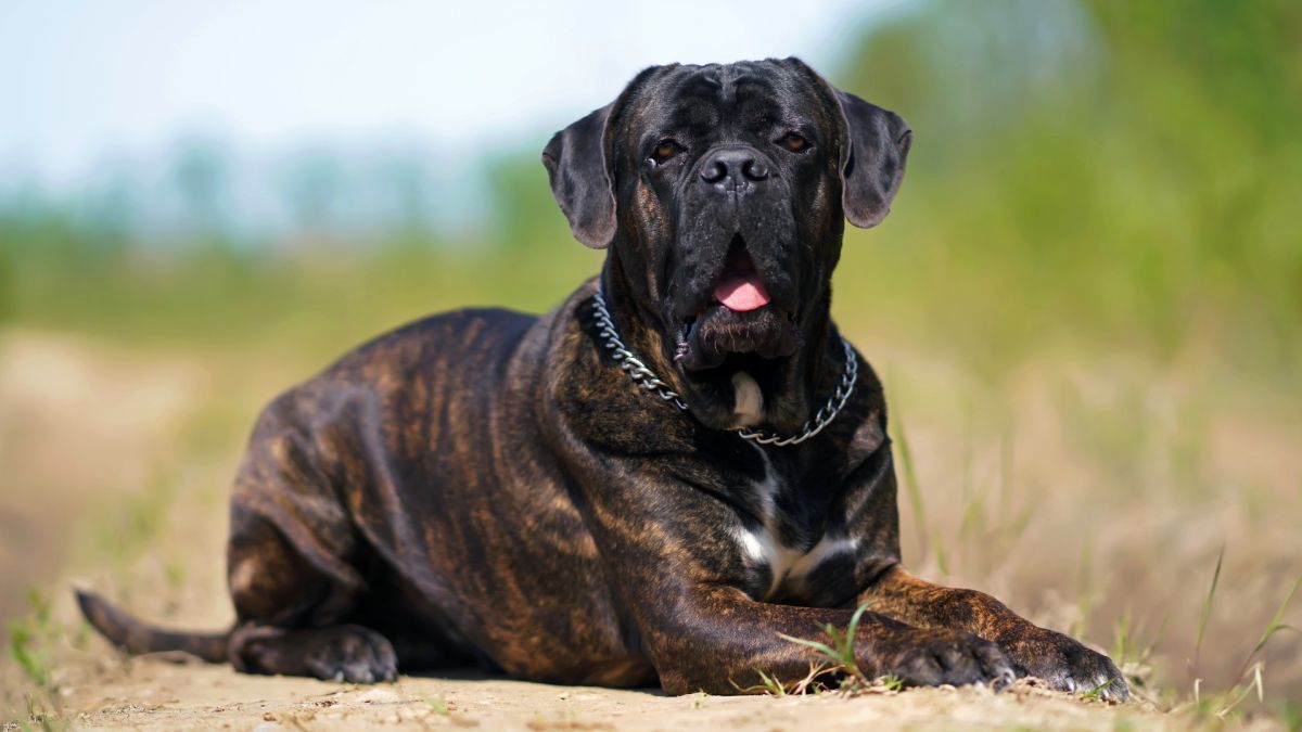 How much is a Cane Corso?