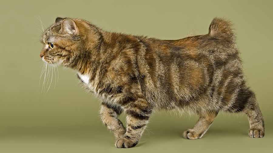 How much is a Cymric cat worth?