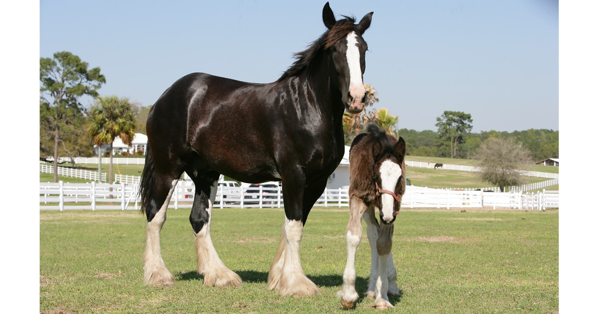 How much is a Shire horse?