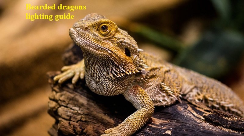 How much light do bearded dragons need?