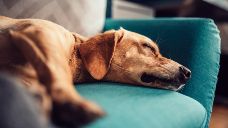 Question: How much melatonin is safe for a dog?