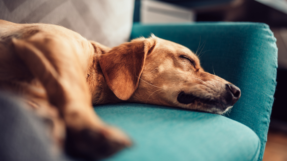 How much melatonin is safe for a dog?