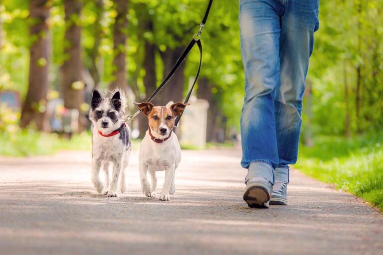 How do I start a small dog walking business?